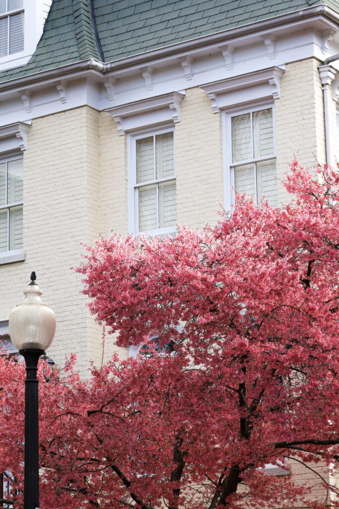 white brick townhouse with a pink flowered tree