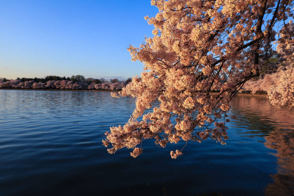 cherry blossom tree at the tidal basin